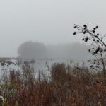 Dealing with Seasonal Affective Disorder (SAD) can feel like a cold, foggy day like this one. Image of trees through a dense fog across the pond. Growth in the foreground has turned shades of brown over the course of fall.